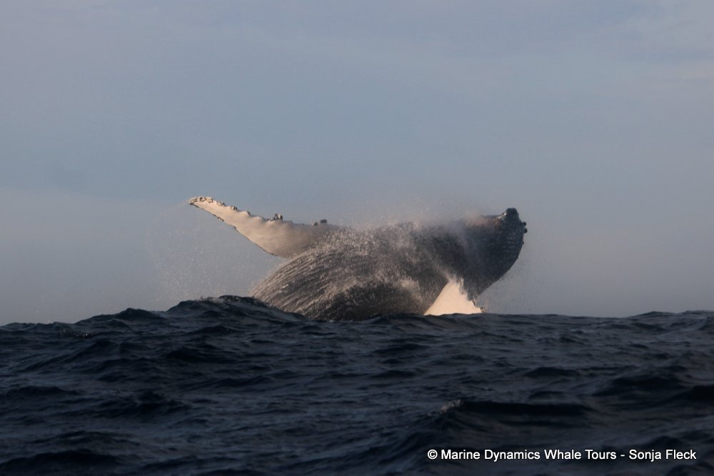 Marine Big 5 Daily Blog 16 August