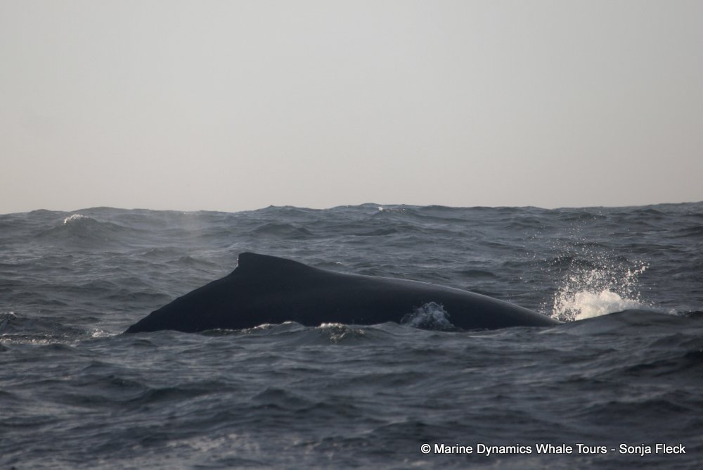 humpback whale, whale watching, gansbaai, south africa