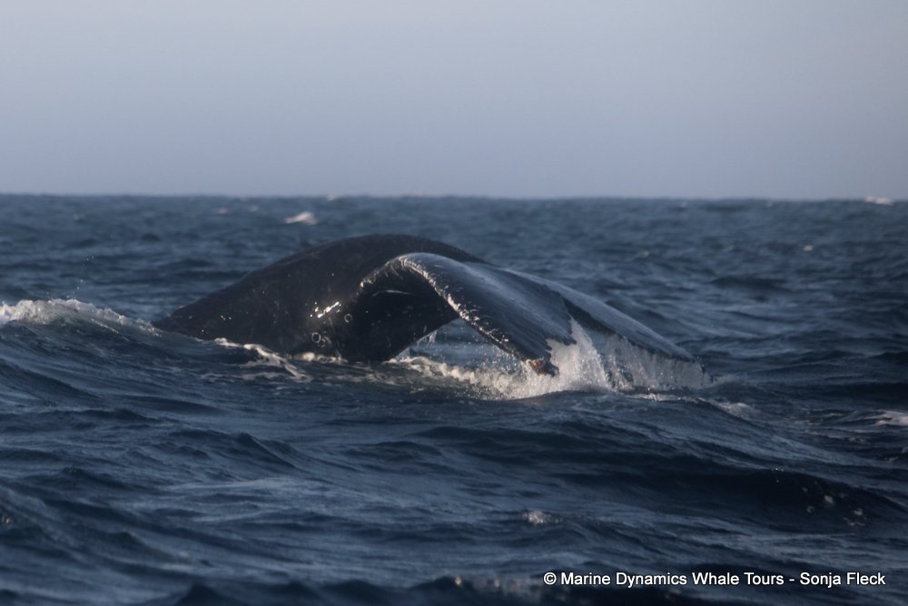 humpback whale, whale watching, gansbaai, south africa