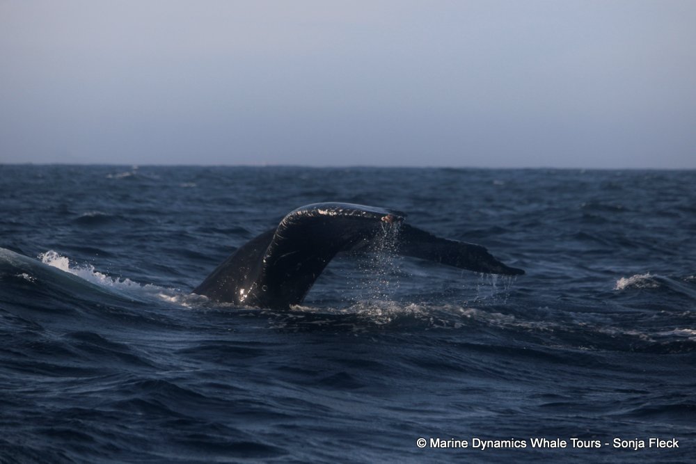 humpback whale, whale watching, gansbaai, south africa