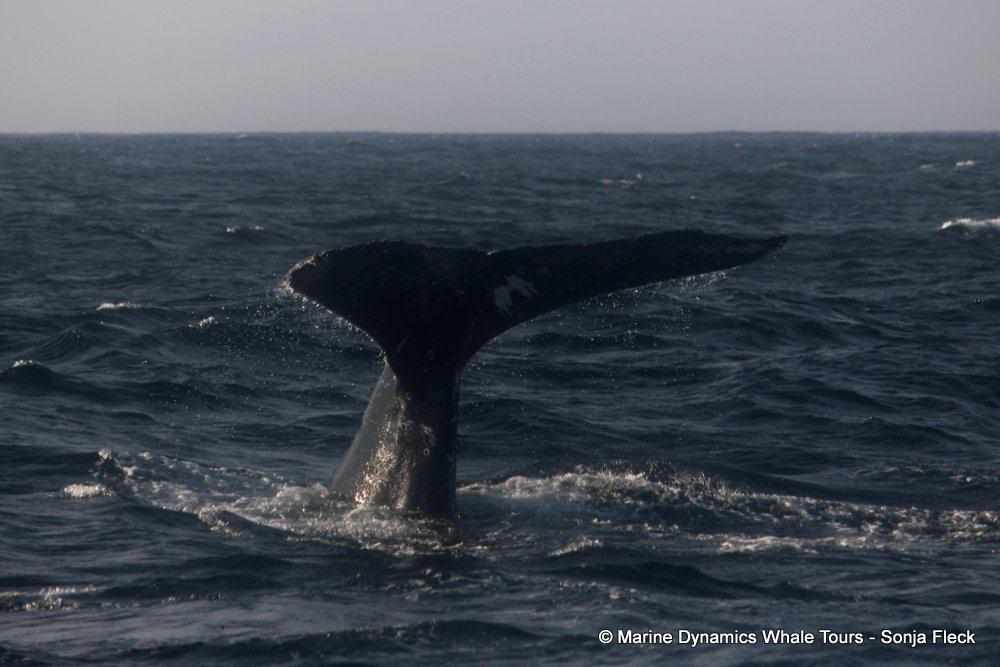 humpback whale, whale watching, gansbaai, south africa