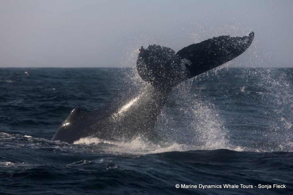 humpback whale, whale watching, gansbaai, south africa