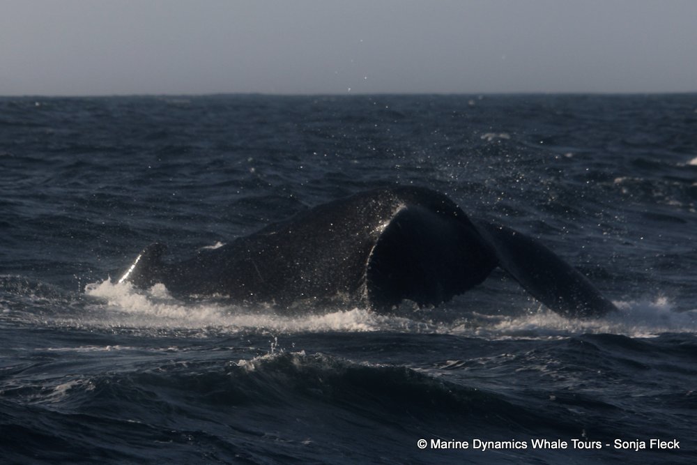 humpback whale, whale watching, gansbaai, south africa