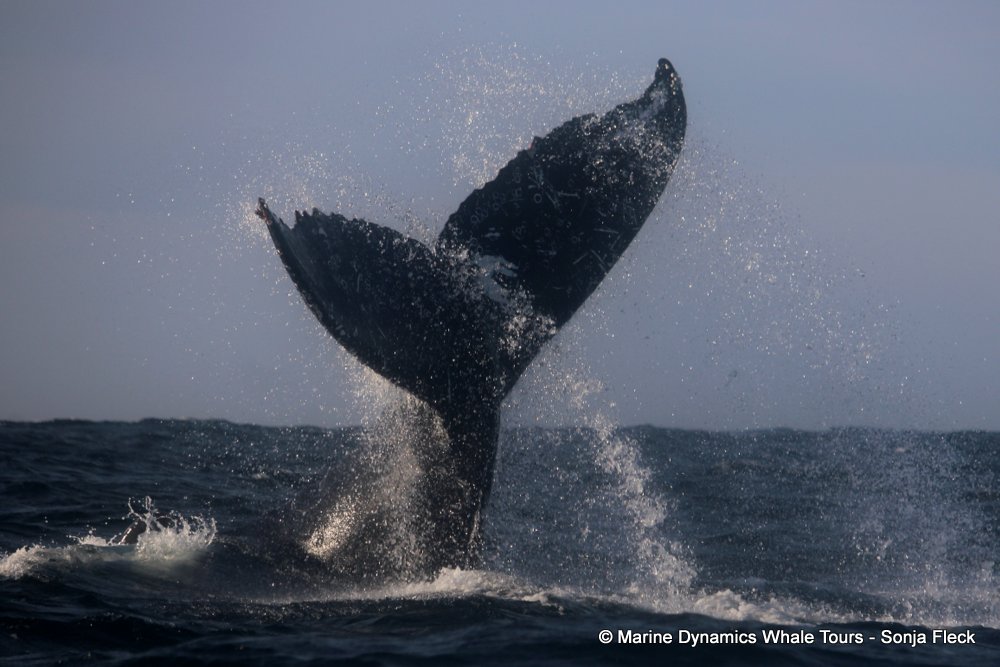 humpback whale, whale watching, gansbaai, south africa