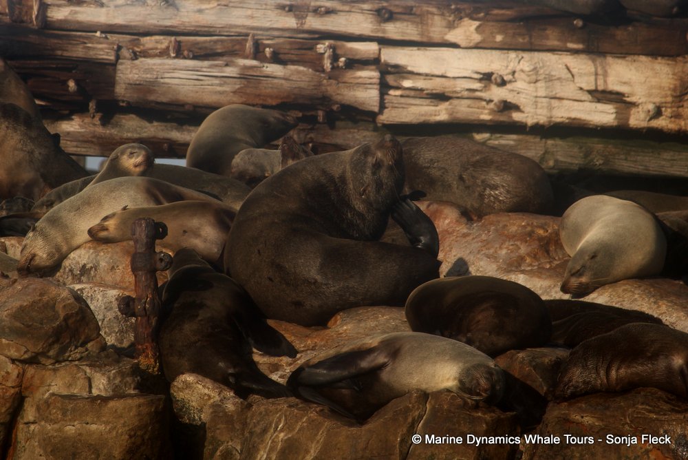 cape fur seal, whale watching, gansbaai, south africa