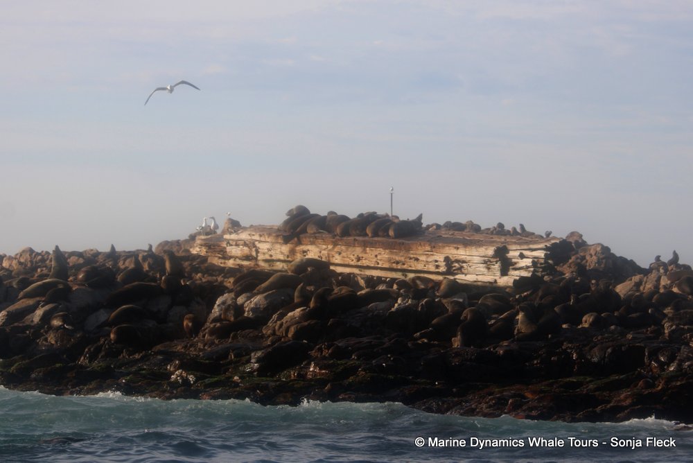 cape fur seal, whale watching, gansbaai, south africa