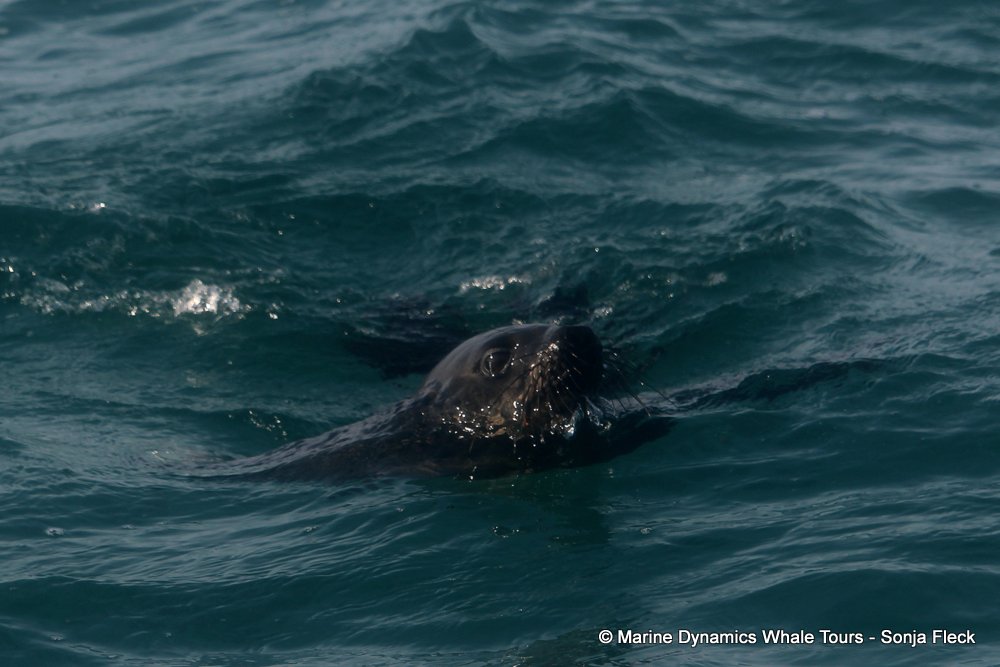 cape fur seal, whale watching, gansbaai, south africa