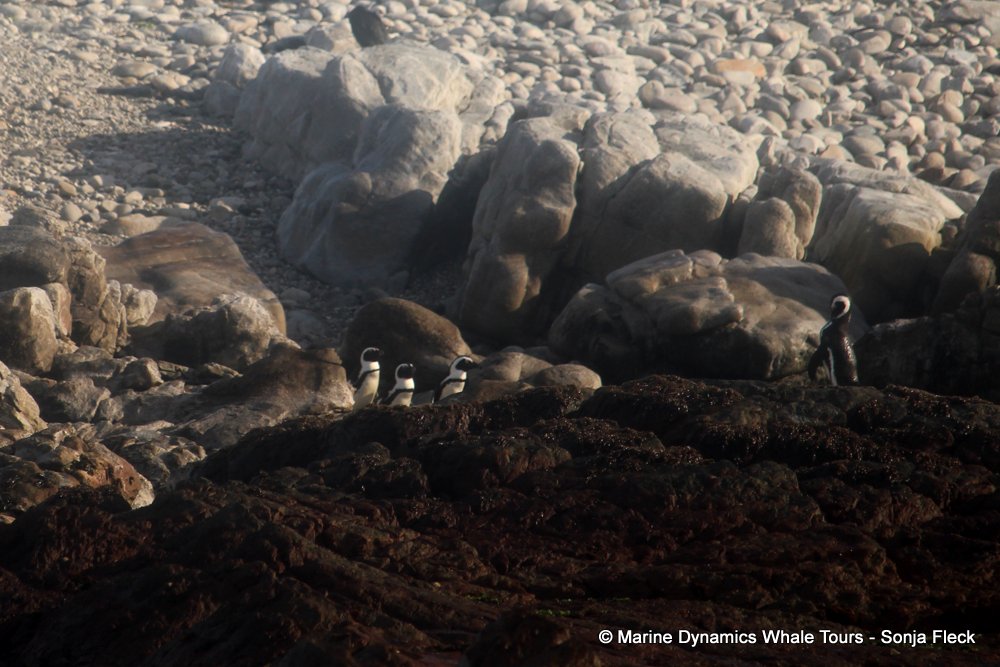 african penguin, whale watching, gansbaai, south africa