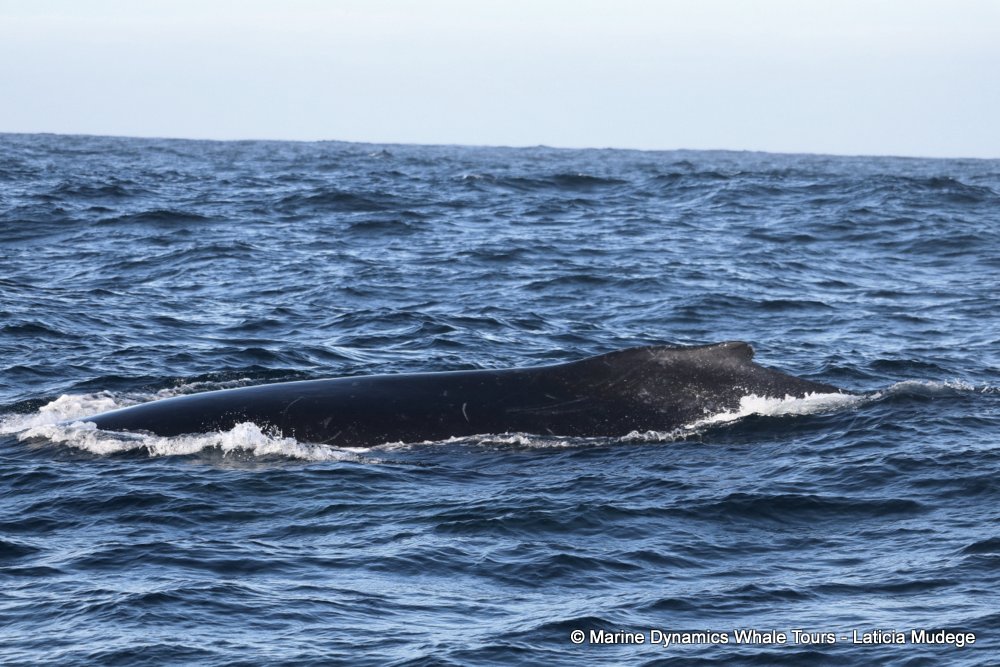 humpback whale, whale watching, gansbaai, south africa