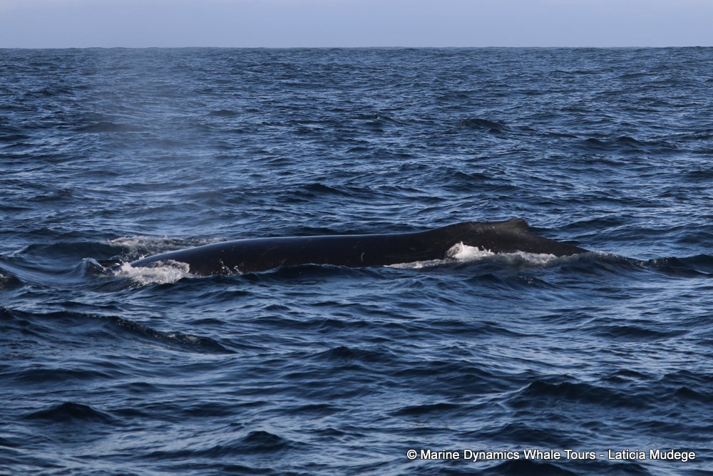 humpback whale, whale watching, gansbaai, south africa