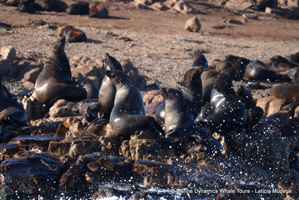 cape fur seal, whale watching, gansbaai, south africa