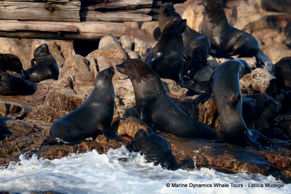 cape fur seal, whale watching, gansbaai, south africa