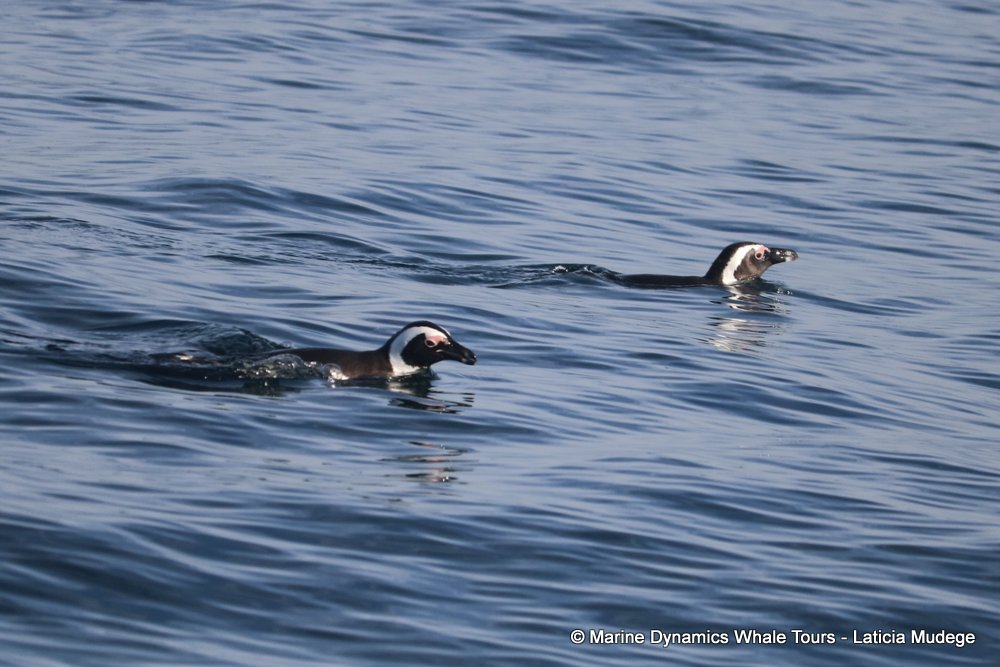 african penguin, whale watching, gansbaai, south africa