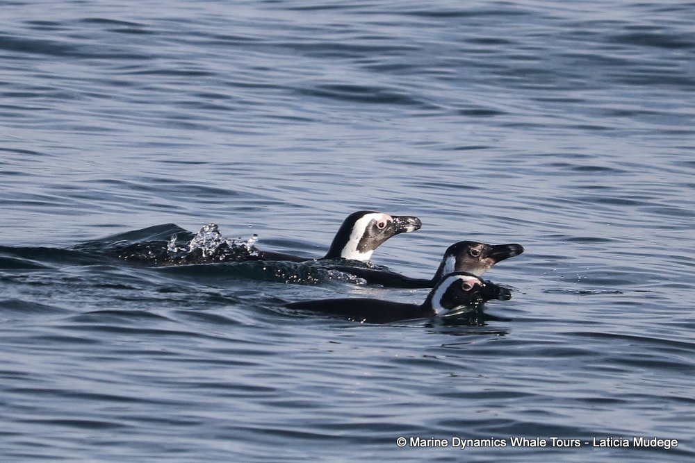 african penguin, whale watching, gansbaai, south africa