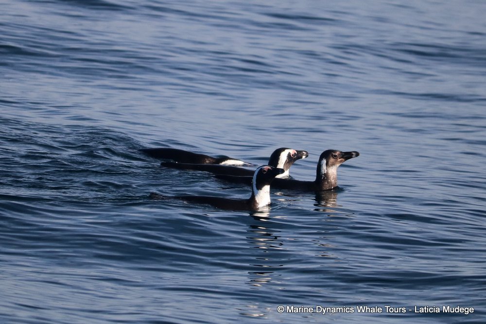 african penguin, whale watching, gansbaai, south africa