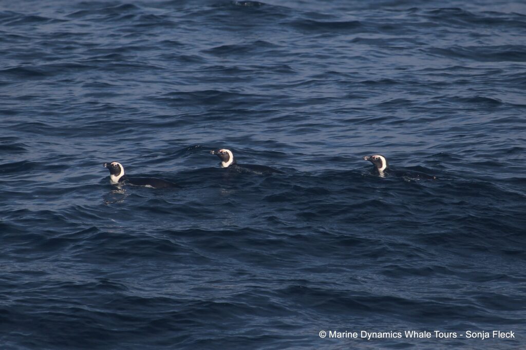 african penguin, whale watching, gansbaai, south africa
