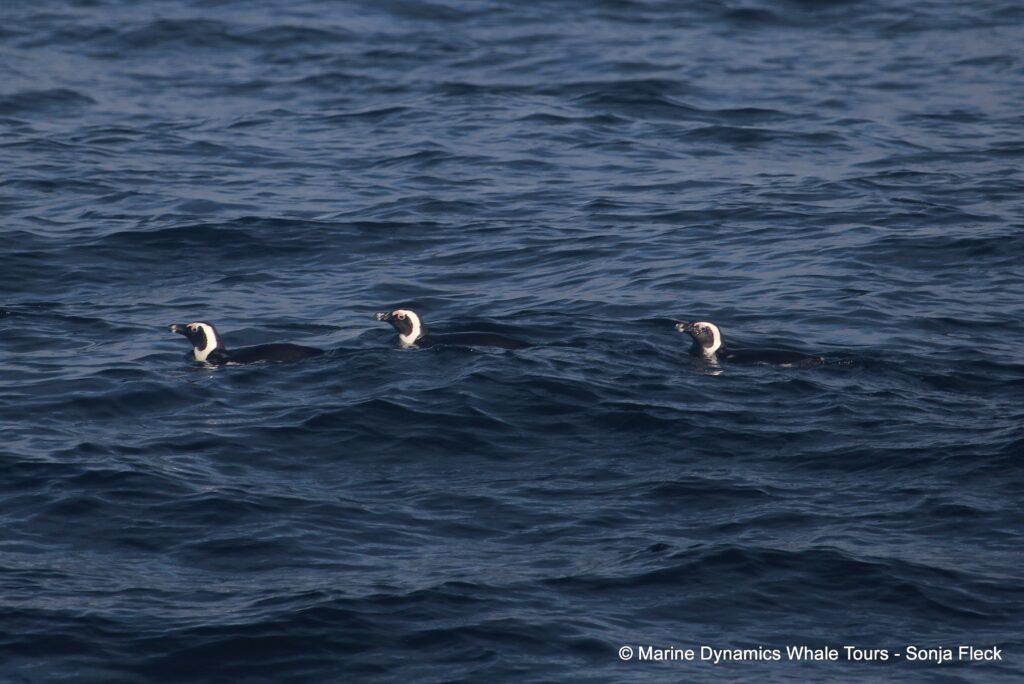 african penguin, whale watching, gansbaai, south africa