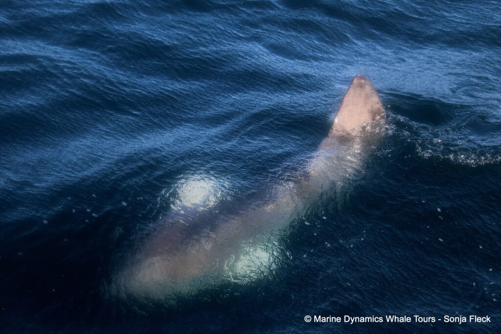 sunfish, whale watching, gansbaai, south africa