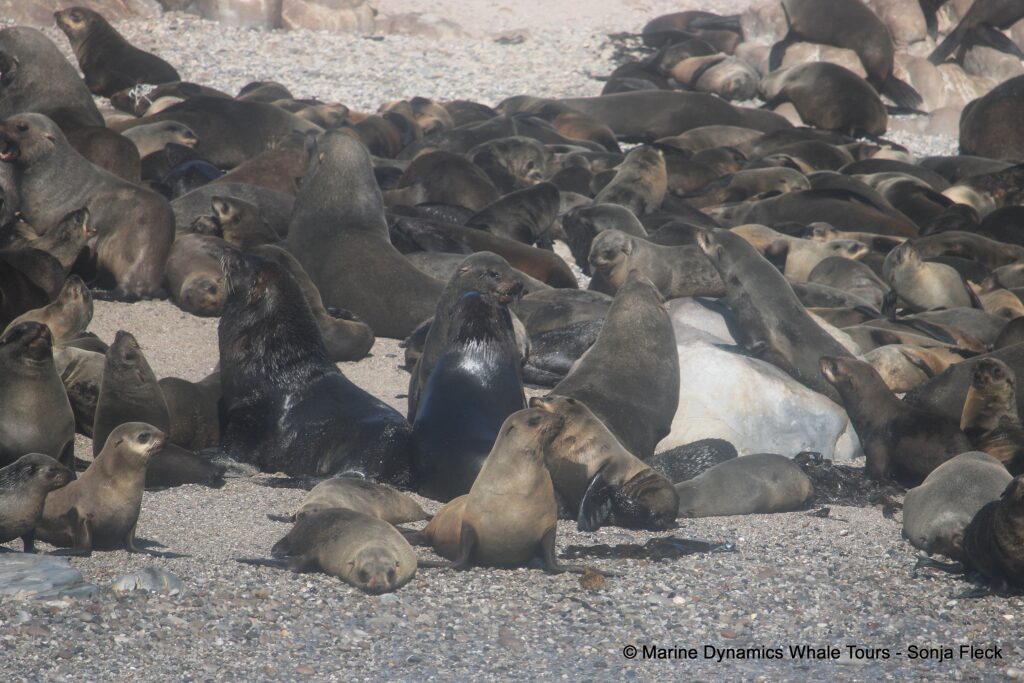 cape fur seal, whale watching, gansbaai, south africa