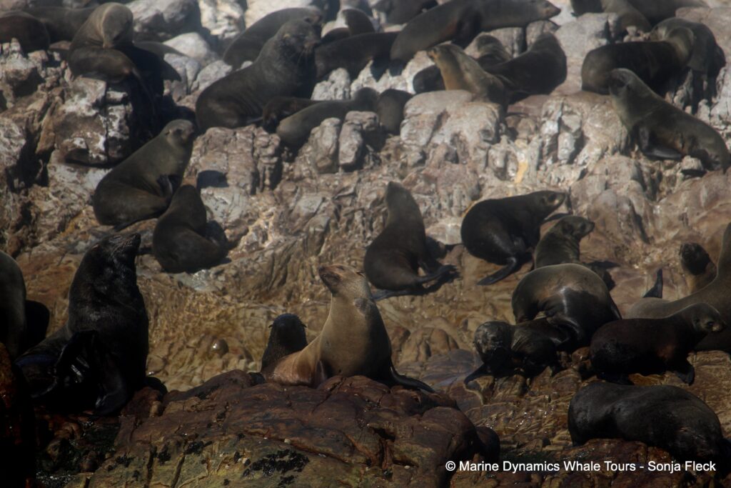 cape fur seal, whale watching, gansbaai, south africa