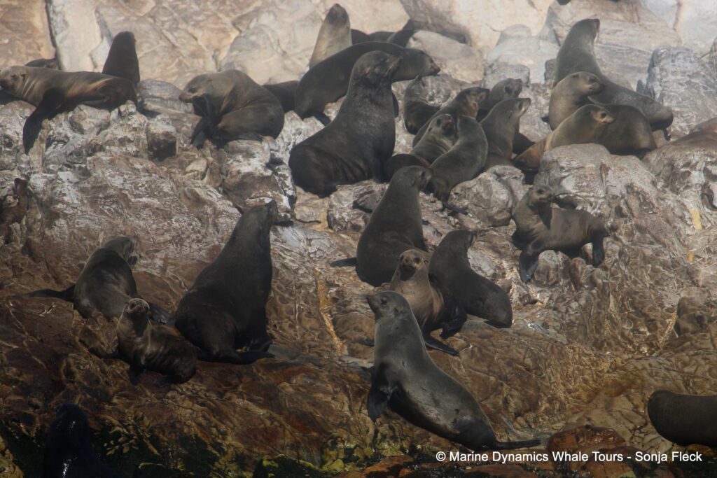 cape fur seal, whale watching, gansbaai, south africa