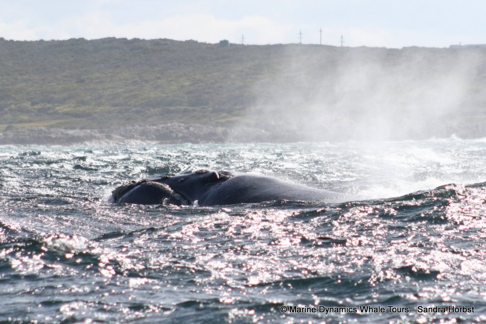 Southern right whale, whale watching, gansbaai, south africa,