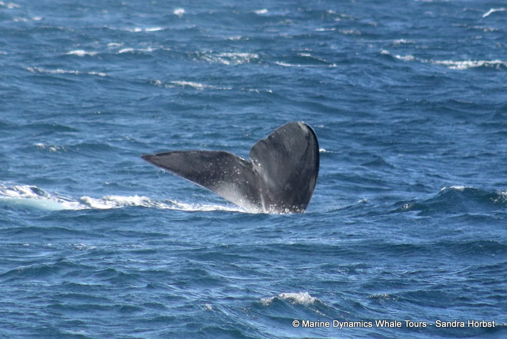Southern right whale, whale watching, gansbaai, south africa,