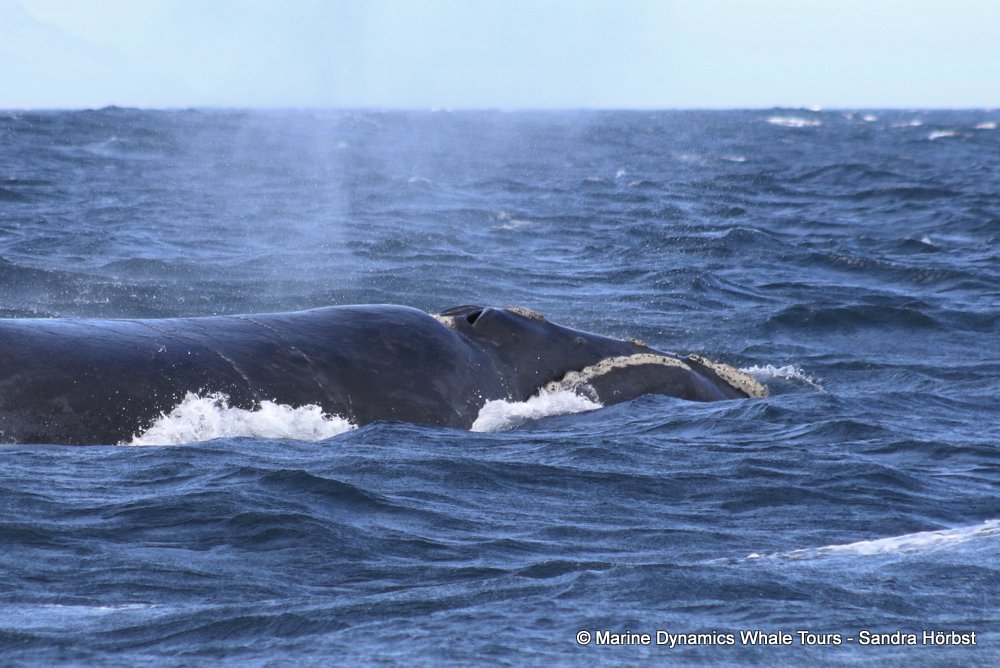 Southern right whale, whale watching, gansbaai, south africa,