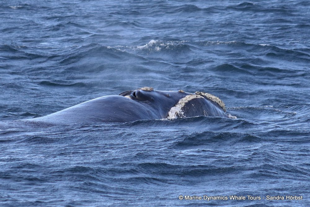 Marine Big 5 Daily Blog 17 August