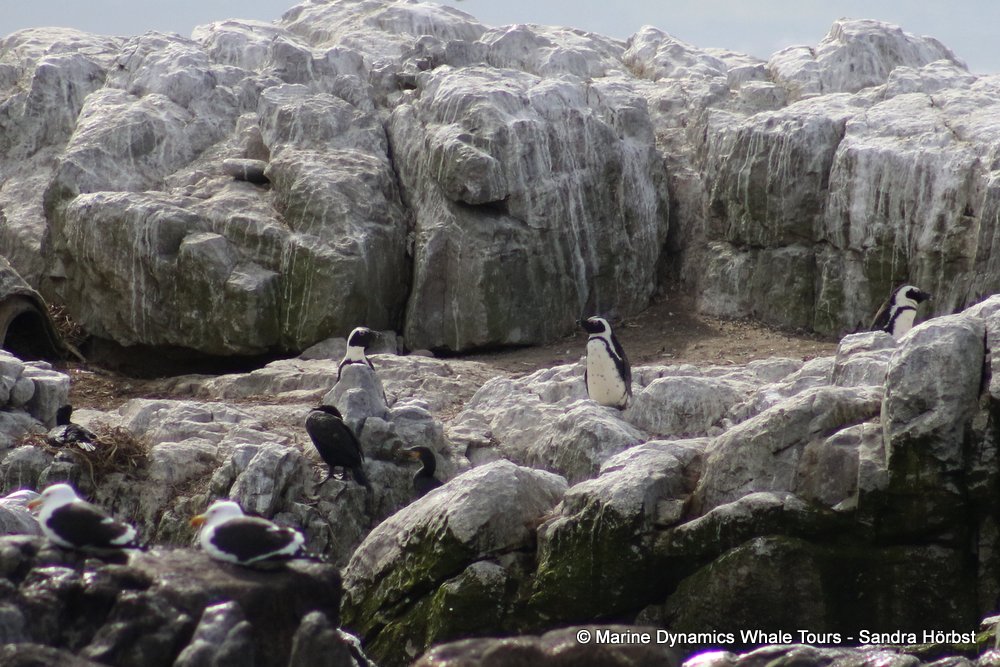 african penguin, whale watching, gansbaai, south africa