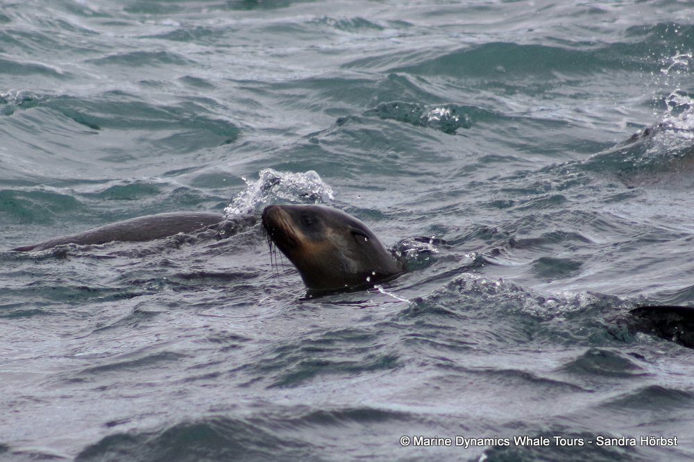 cape fur seal, whale watching, gansbaai, south africa