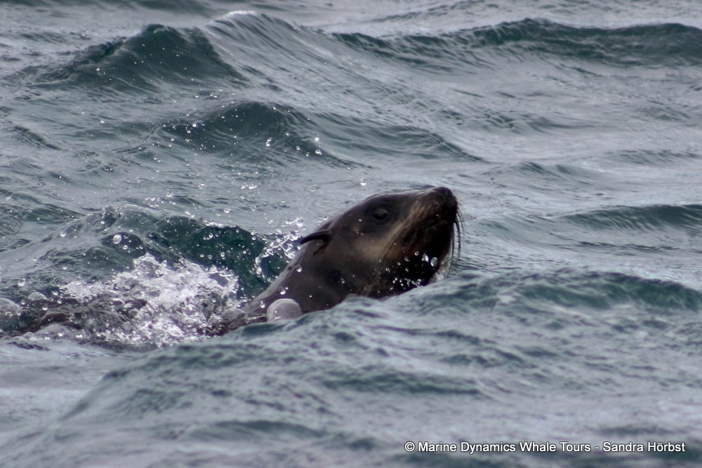 cape fur seal, whale watching, gansbaai, south africa