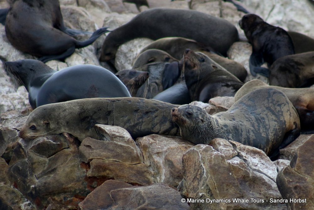cape fur seal, whale watching, gansbaai, south africa