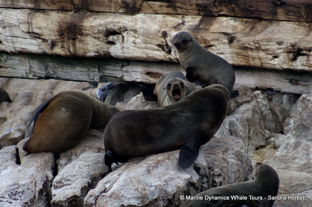 cape fur seal, whale watching, gansbaai, south africa