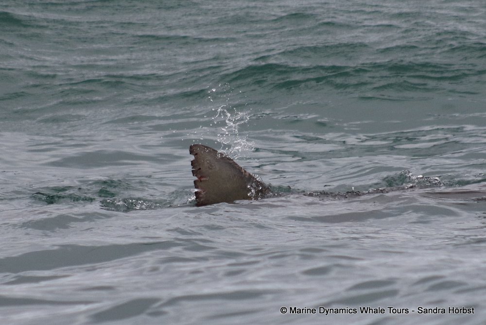 bronze whaler shark, whale watching, gansbaai, south africa,