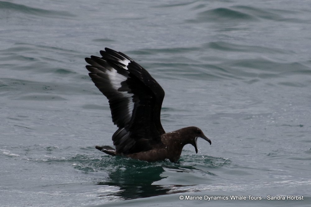 subantarctic skua, whale watching, gansbaai, south africa