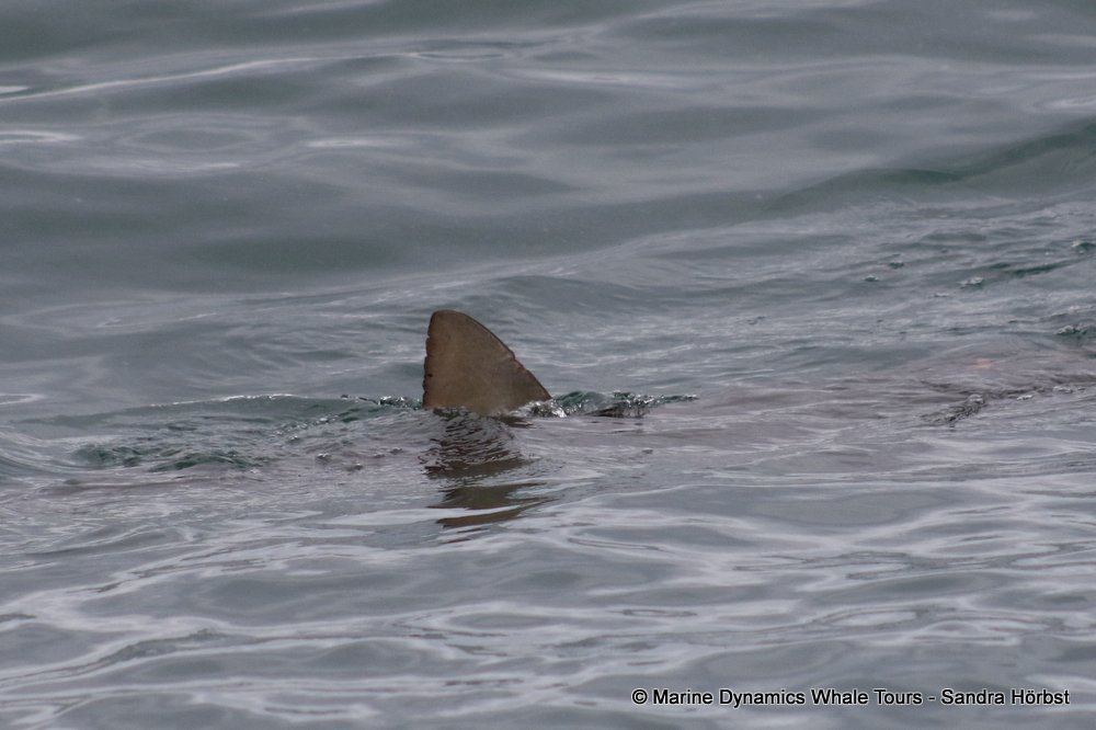 bronze whaler shark, whale watching, gansbaai, south africa,