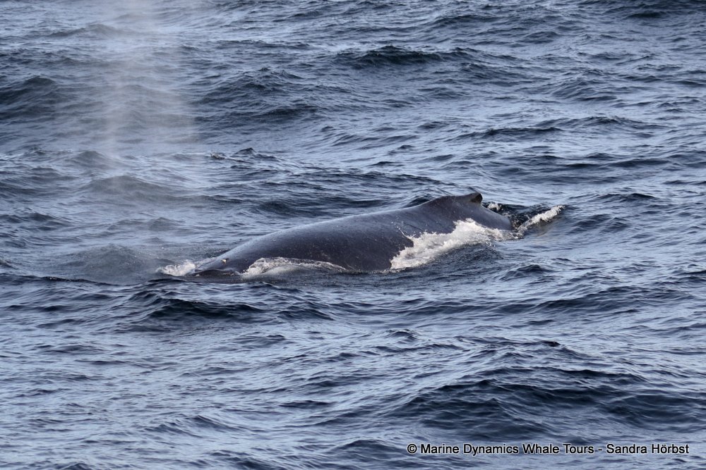 humpback whale, whale watching, gansbaai, south africa