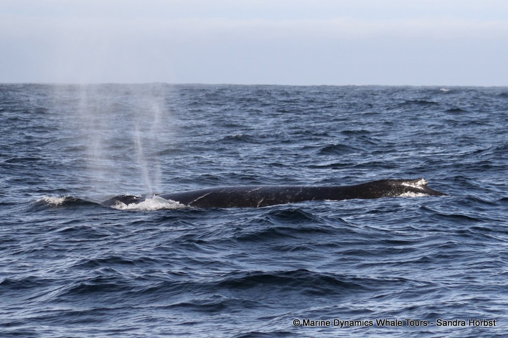 humpback whale, whale watching, gansbaai, south africa