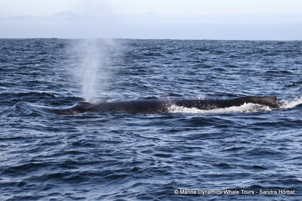 humpback whale, whale watching, gansbaai, south africa