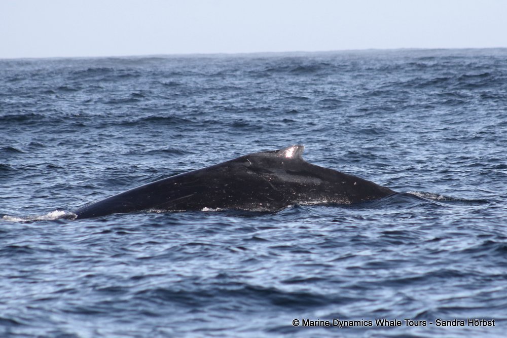 humpback whale, whale watching, gansbaai, south africa