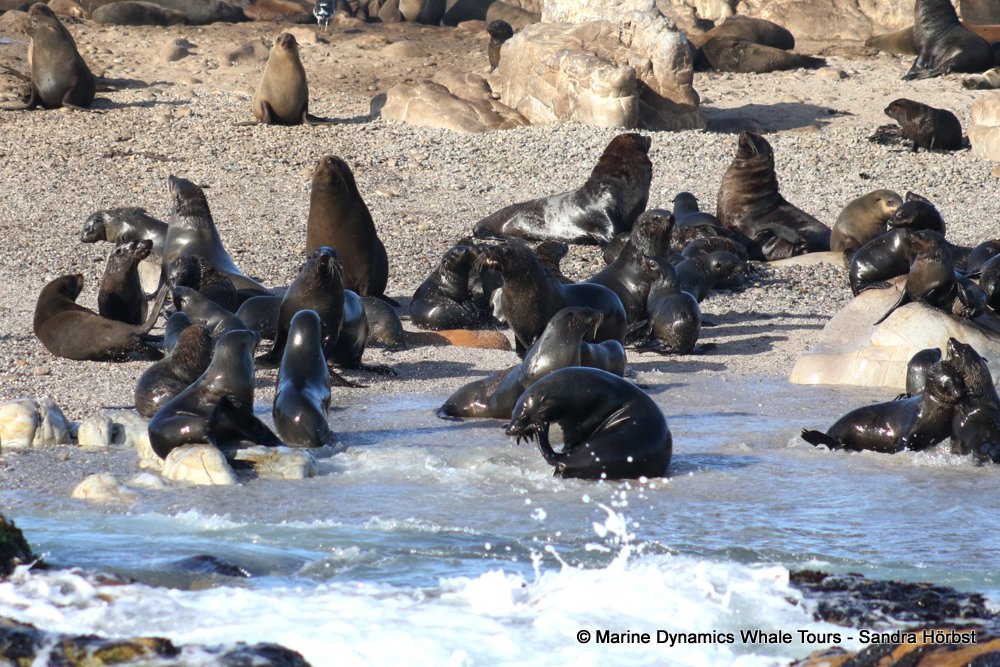 cape fur seal, whale watching, gansbaai, south africa