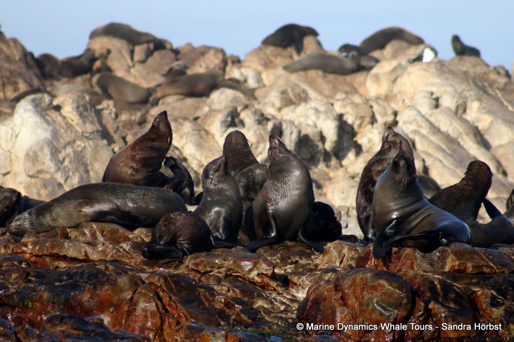 cape fur seal, whale watching, gansbaai, south africa