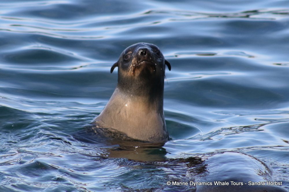 cape fur seal, whale watching, gansbaai, south africa