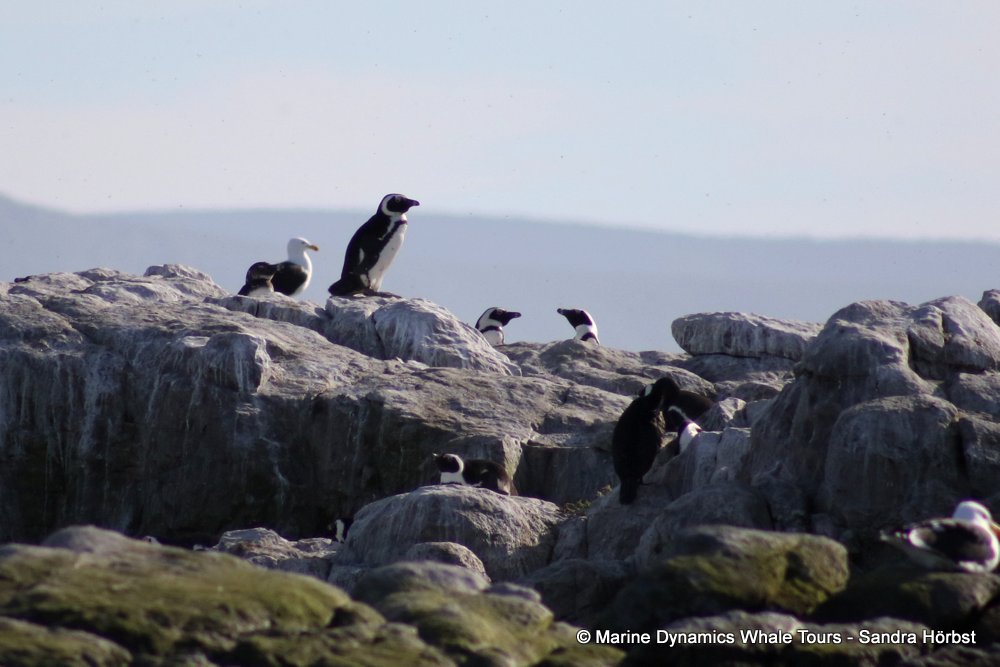 african penguin, whale watching, gansbaai, south africa