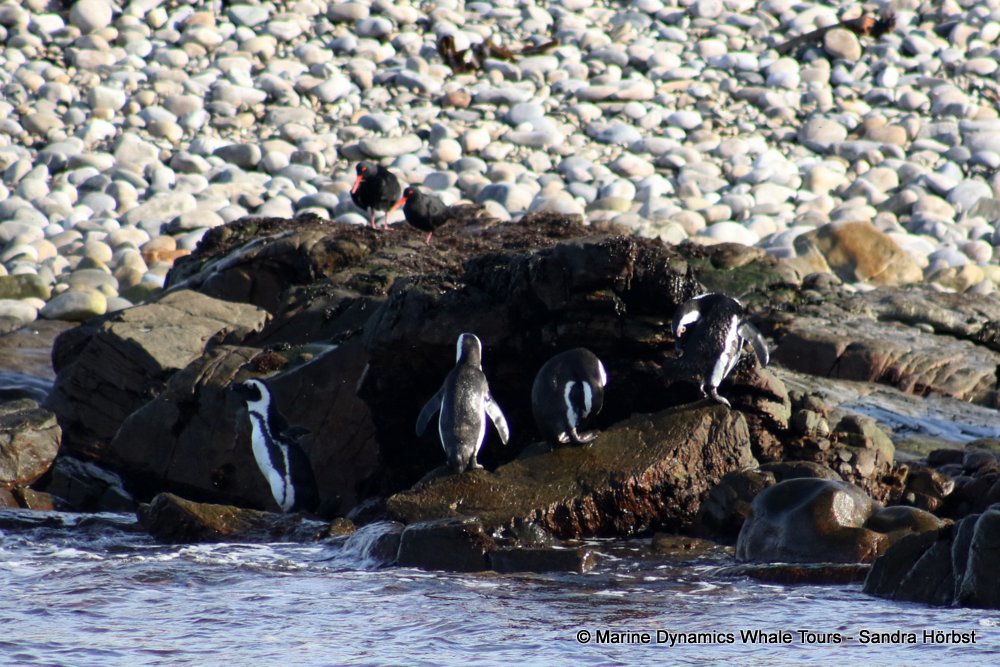 african penguin, whale watching, gansbaai, south africa