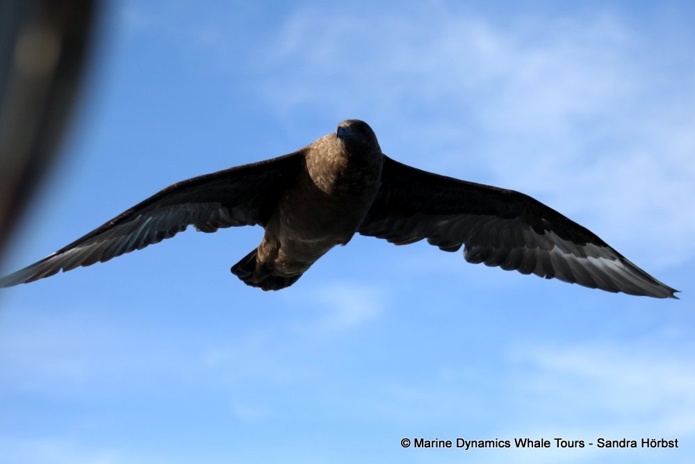 skua, whale watching, gansbaai, south africa