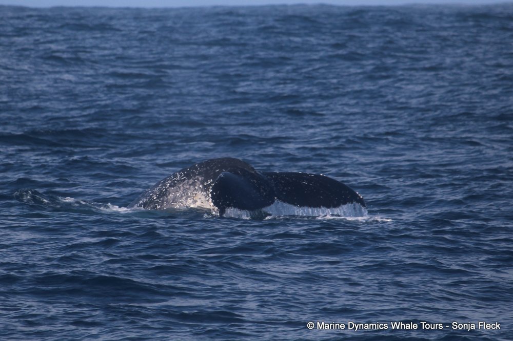 humpback whale, whale watching, gansbaai, south africa