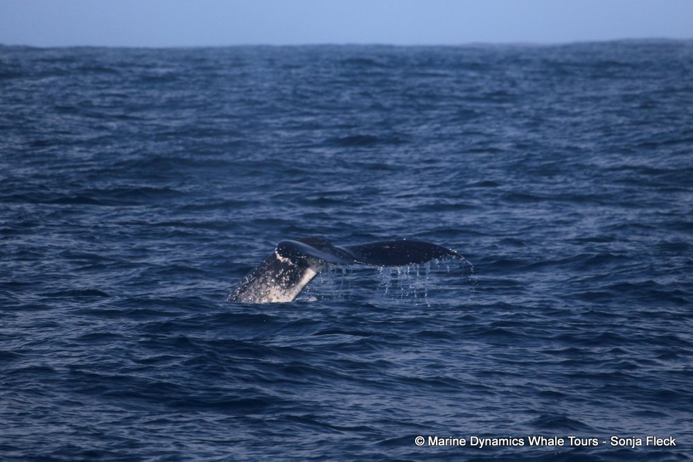 humpback whale, whale watching, gansbaai, south africa