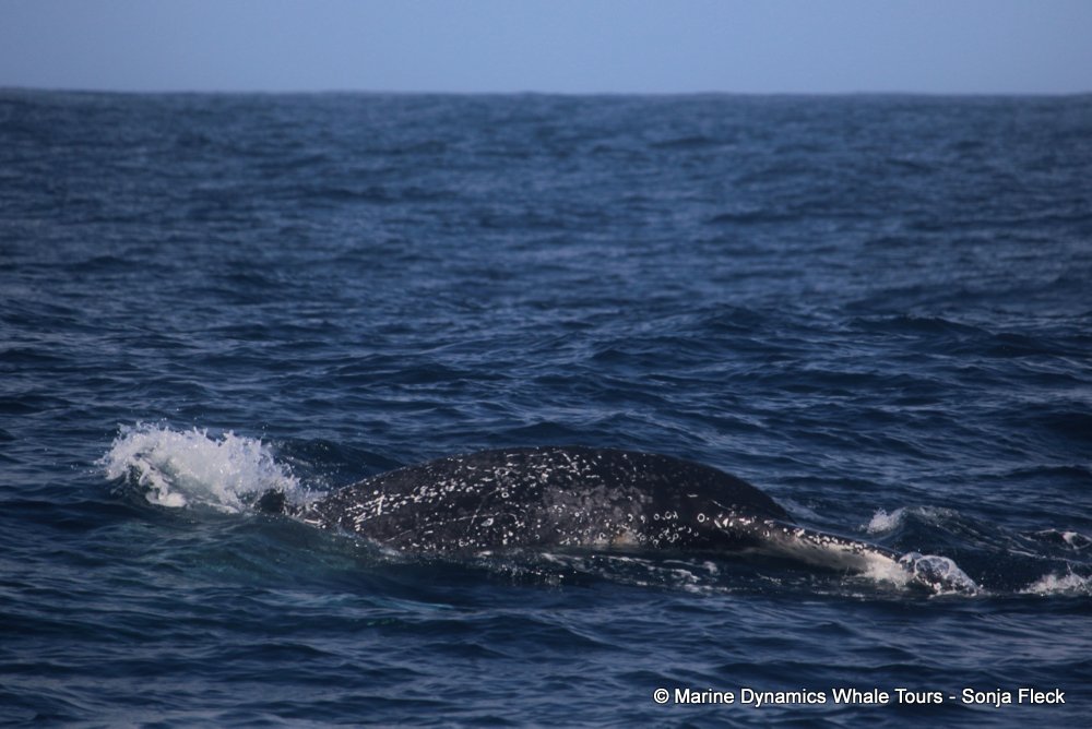 humpback whale, whale watching, gansbaai, south africa